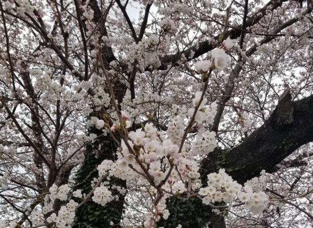 春の訪れとともに